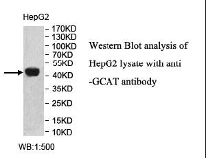 Anti-GCAT Antibody