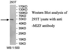 Anti-MIZF Antibody