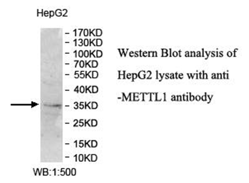 Anti-METTL1 Antibody