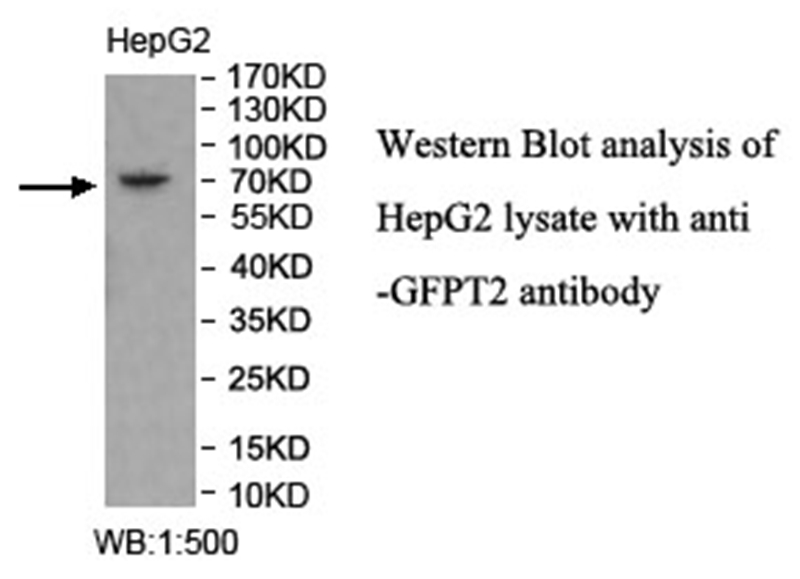 Anti-GFPT2 Antibody