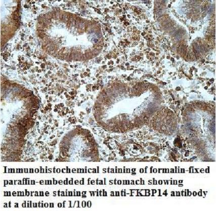 Anti-FKBP14 Antibody