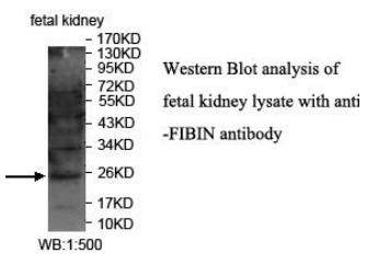 Anti-FIBIN Antibody
