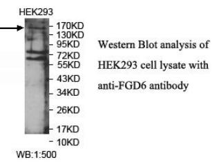 Anti-FGD6 Antibody
