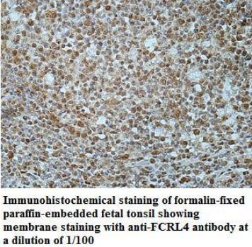 Anti-FCRL4 Antibody