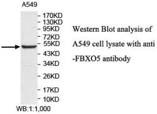 Anti-FBXO5 Antibody
