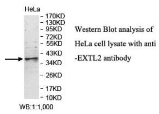 Anti-EXTL2 Antibody