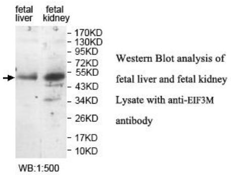 Anti-EIF3M Antibody