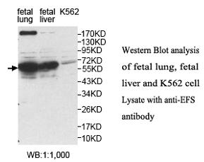Anti-EFS Antibody