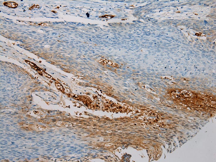 SNAI3 Antibody