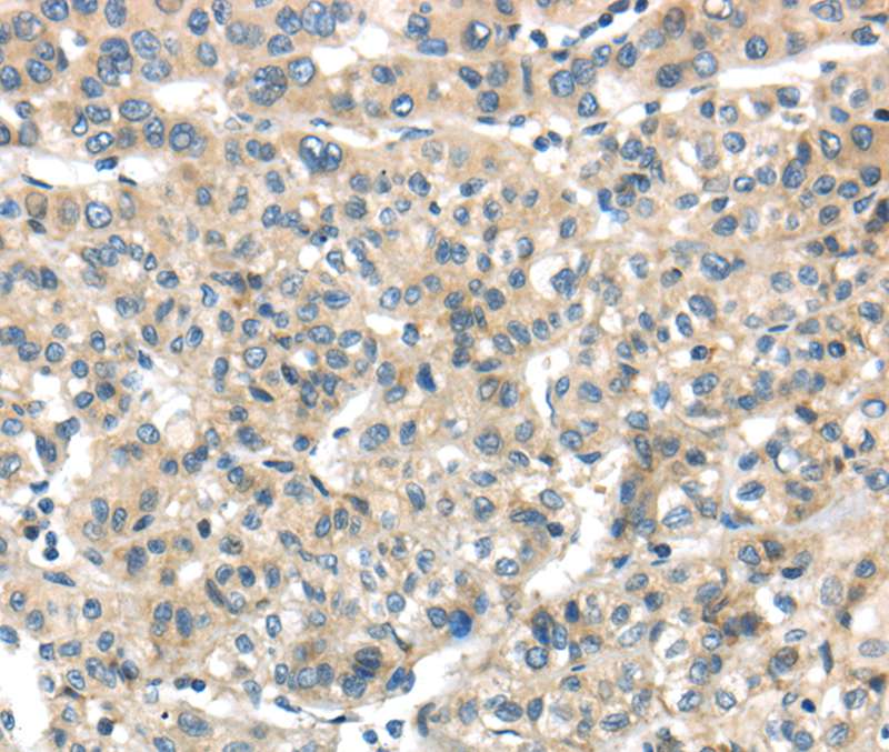 THAP2 Antibody