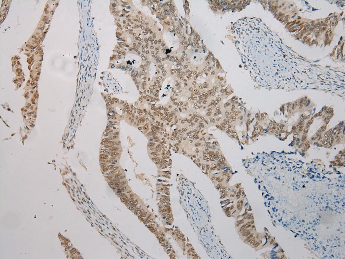 NME8 Antibody