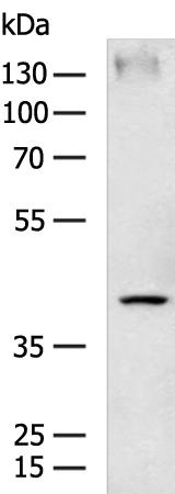 LTB4R2 Antibody