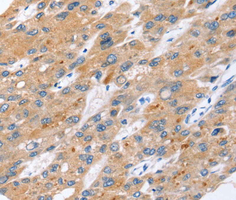 ERVW Antibody