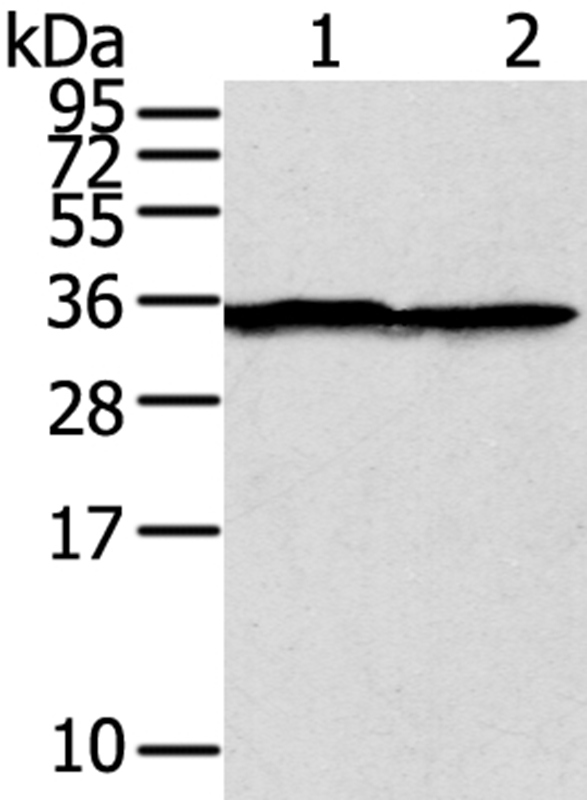 STX3 Antibody