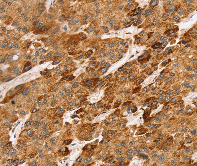 LTB Antibody