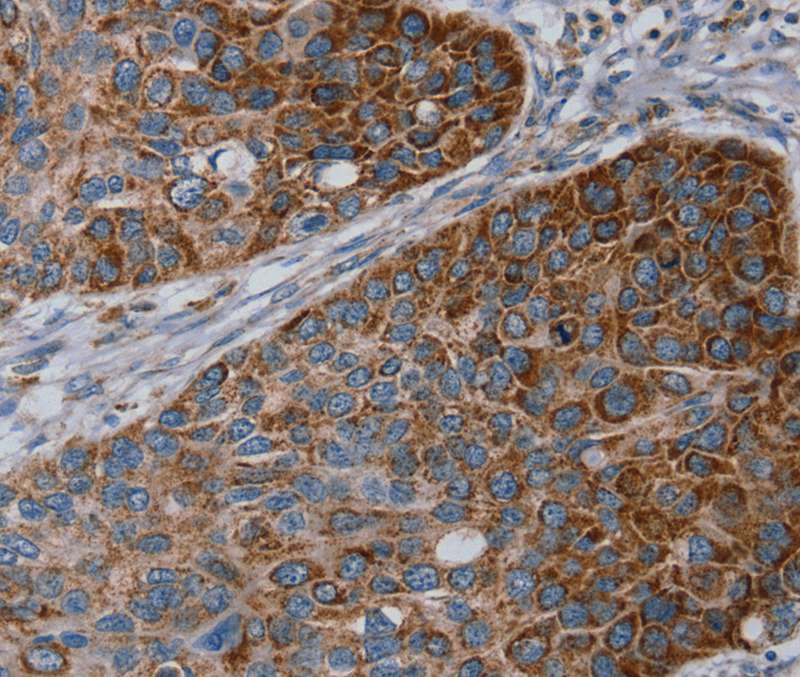 REG4 Antibody