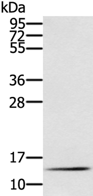 RNF7 Antibody