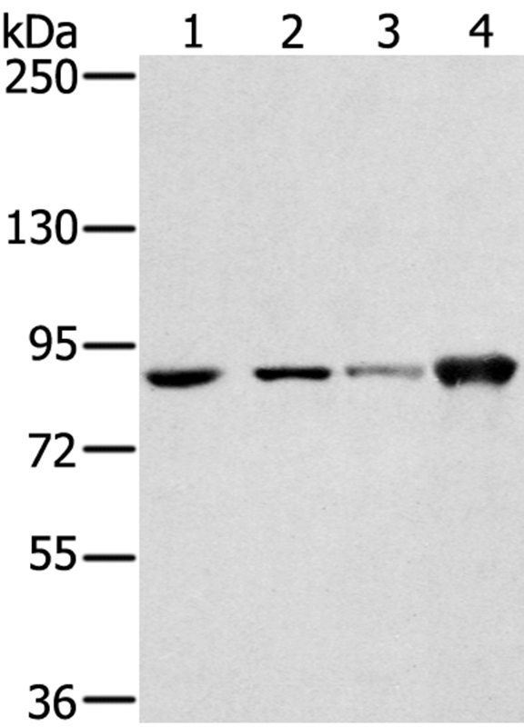 RNF214 Antibody