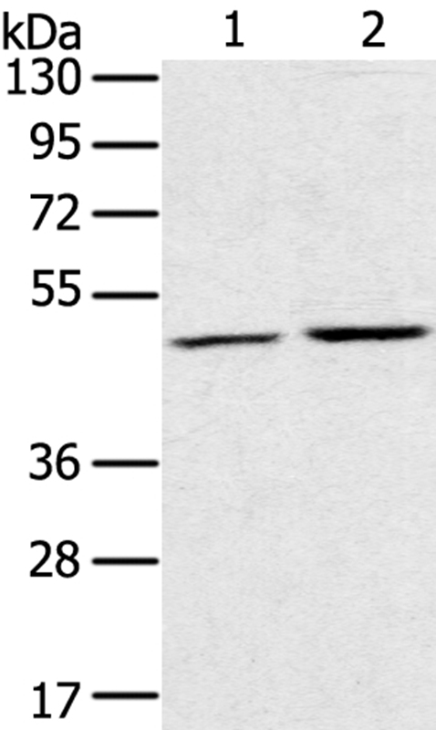 RRAGC Antibody