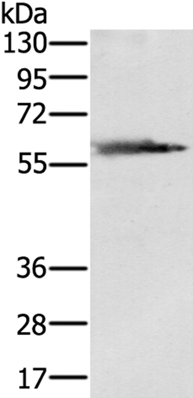 SLC29A4 Antibody