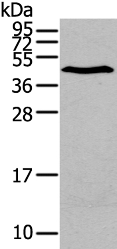 LPAR1 Antibody