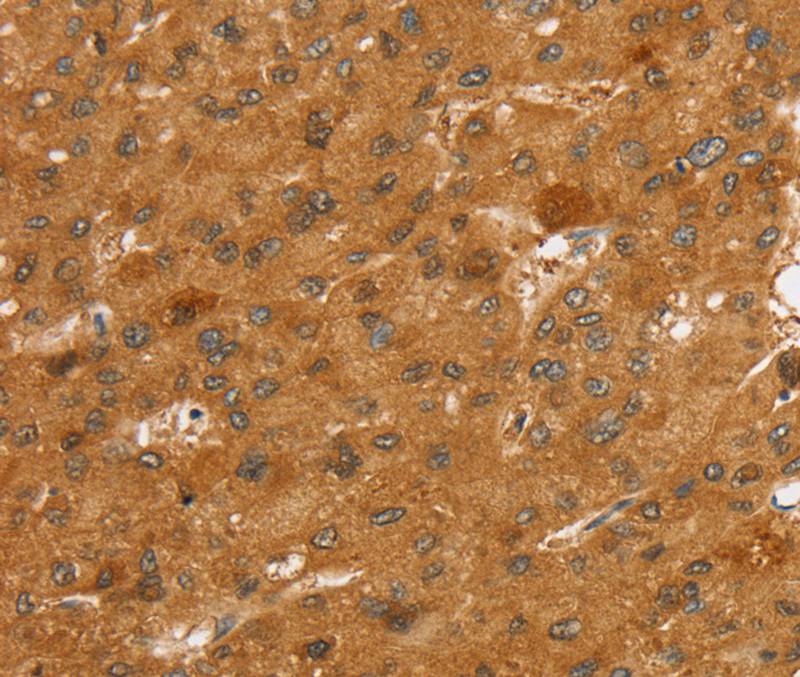 SLC7A9 Antibody