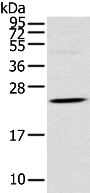 TSPAN13 Antibody