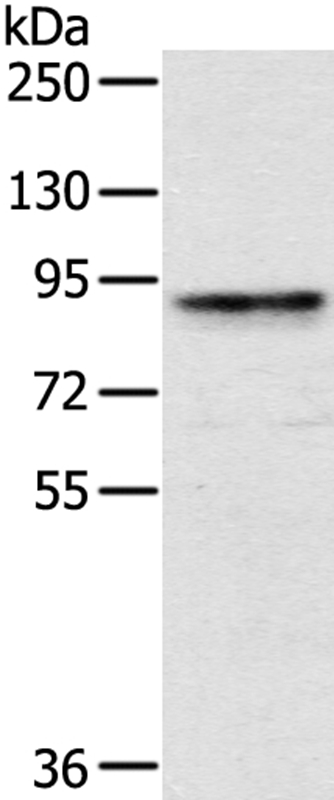 CRTC2 Antibody