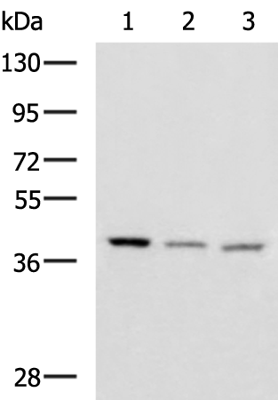 ENKD1 antibody