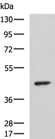 ARPC1B antibody