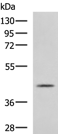 PRELP antibody