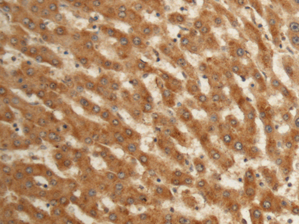 EFHC2 antibody
