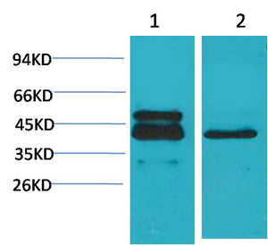 CREB Monoclonal Antibody