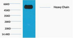 Rabbit IgG (Fc specific, Heavy Chain) Monoclonal Antibody