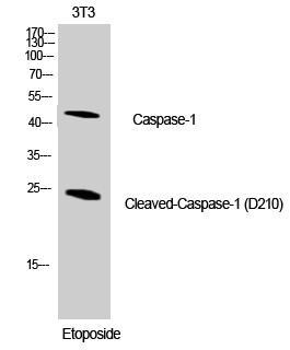 Cleaved-Caspase (D210) Polyclonal Antibody