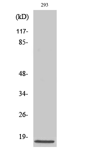 Cleaved-Caspase-3 p17 (D175) Polyclonal Antibody