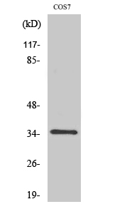 Caspase-3 Polyclonal Antibody