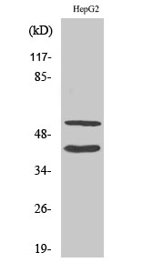 Cleaved-MMP0 (F99) Polyclonal Antibody