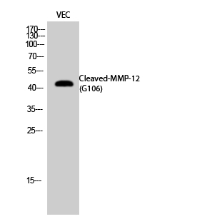 Cleaved-MMP2 (G106) Polyclonal Antibody