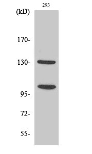Cleaved-Notch 2 (D1733) Polyclonal Antibody