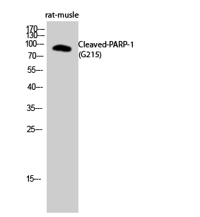 Cleaved-PARP (G215) Polyclonal Antibody
