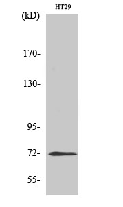 ABCG2 Polyclonal Antibody