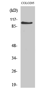 AF0 Polyclonal Antibody