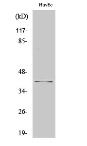 AIM2 Polyclonal Antibody