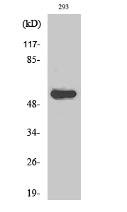 AIRE Polyclonal Antibody
