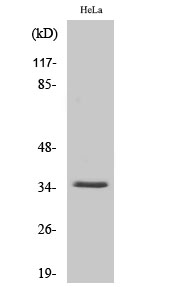 ANT4 Polyclonal Antibody