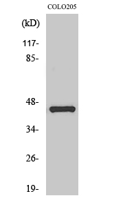 AP Polyclonal Antibody