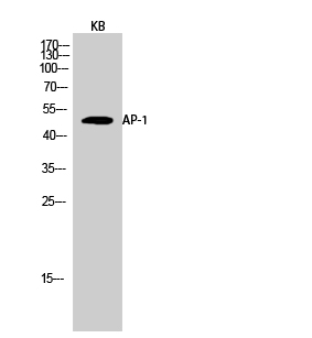 AP Polyclonal Antibody