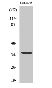Apaf-ALT Polyclonal Antibody
