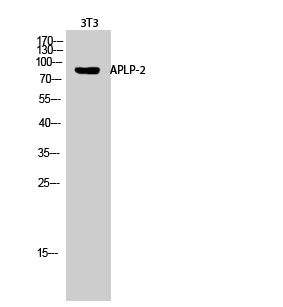 APLP-2 Polyclonal Antibody